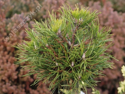 Pinus sylvestris 'Globose Viridis'